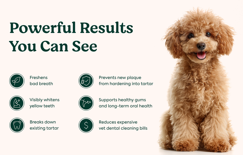Dental Powder